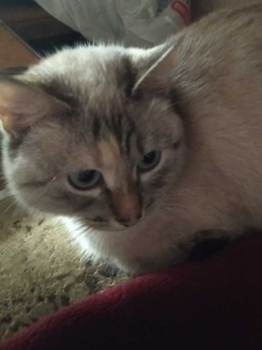 Пропала киця SOS