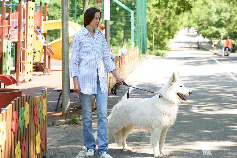 Довгошерсті цуценята білої швейцарської вівчарки документи КСУ/FCI