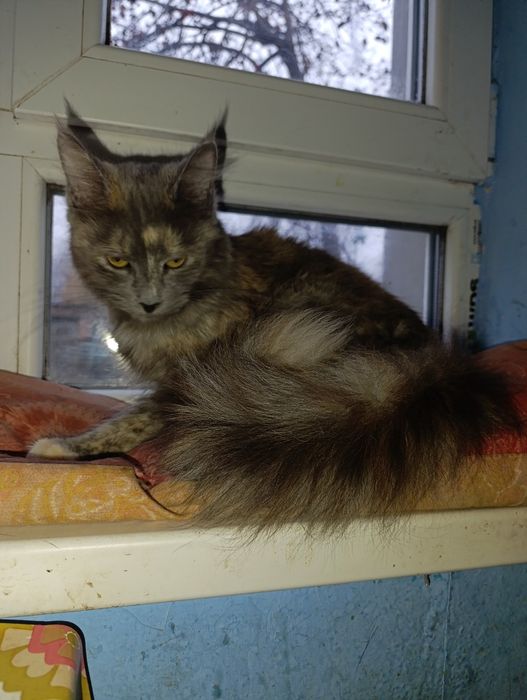 Кішка мейнкун, 1рік 3міс,стерилізована