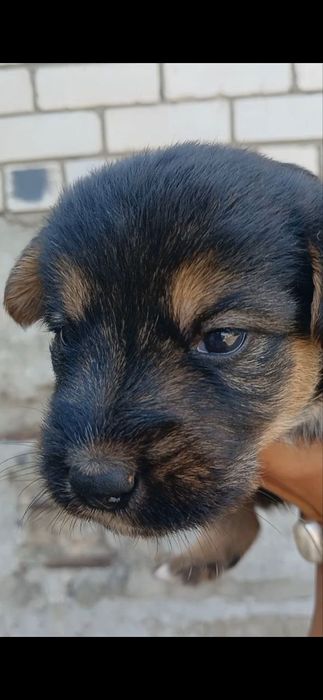 Віддам в добрі руки!