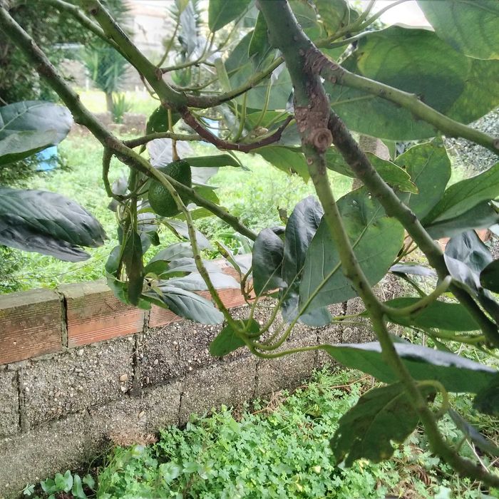 Vendo abacates   da arvore