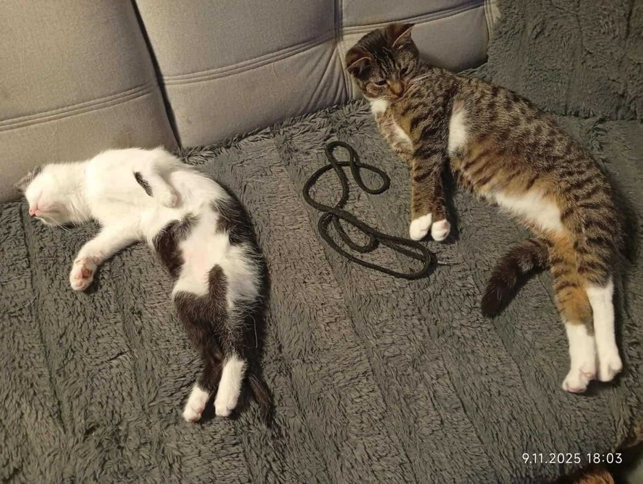 Podaruj domek Jasiowi