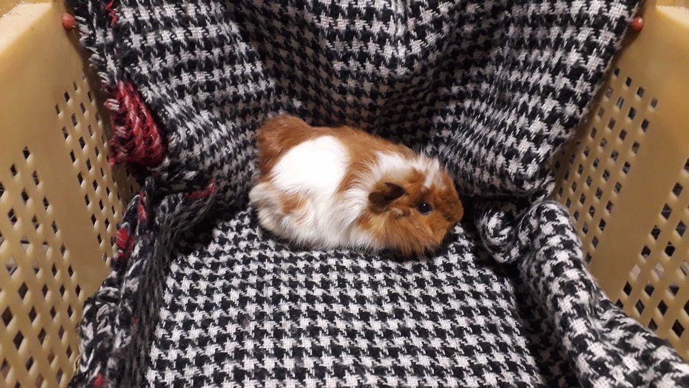 Морська свинка, розетка.