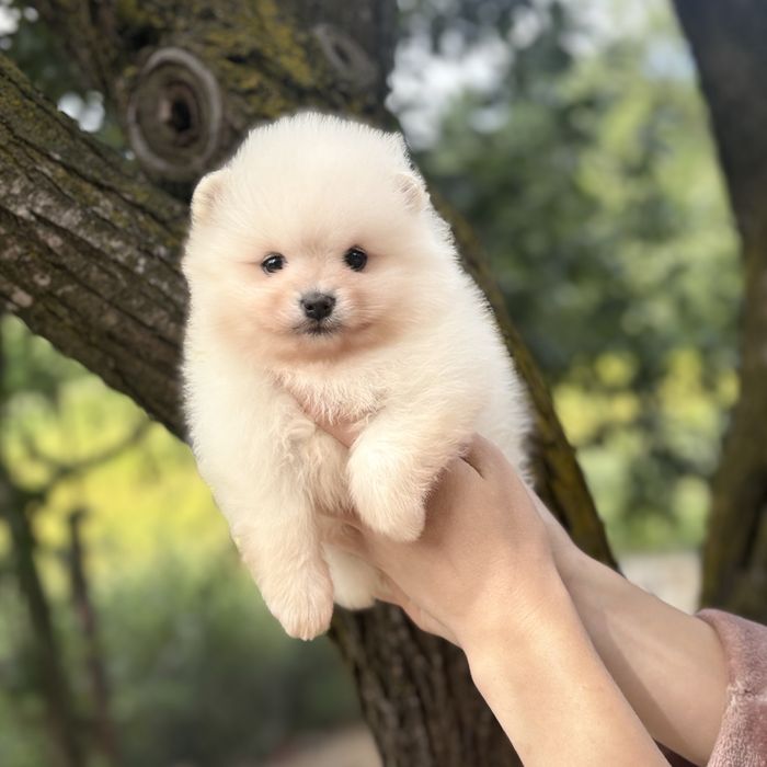 чудова дівчинка шоу классу