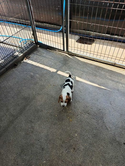 Espetacular Fêmea beagle