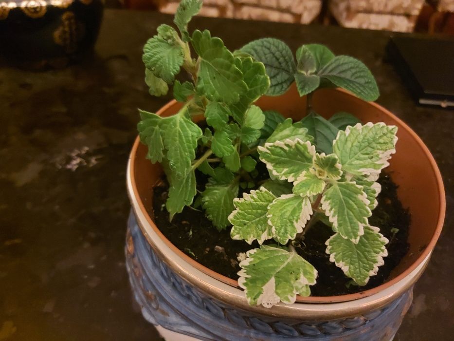 Plantas de incenso; mirra e ouro