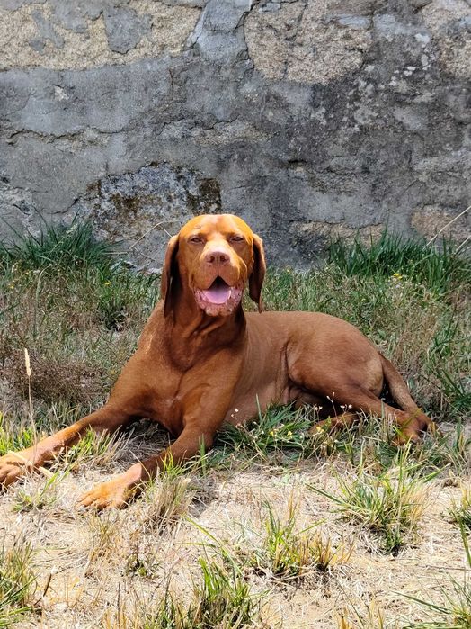 Férias Felizes para o seu Cão - Jardim, Brincadeira e Mimos em Ambiente Familiar