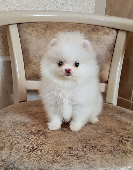 Міні дівчинка померашка