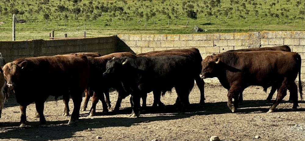 Novilhos angus registados