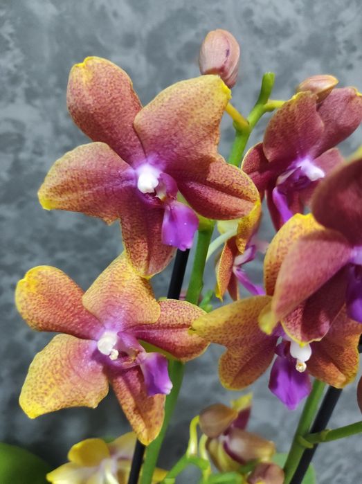 Орхідеї , фаленопсис, відцвіташки