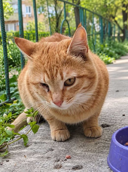 Котик Лукас, 1-2 рочкі. Особливий хлопчик, без одного очка.