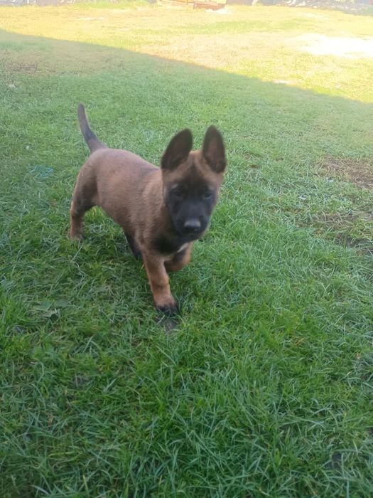 Owczarek Belgijski Malinois