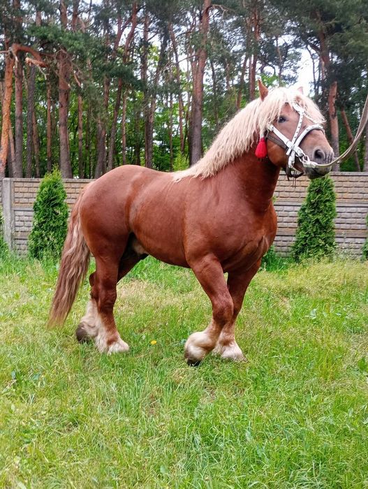 Sprzedam Ogiera.