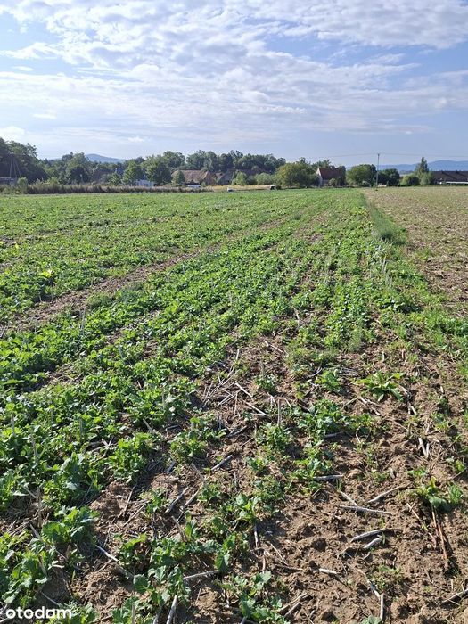 Działka budowlana 5km od Świdnicy cisza spokój przestrzeń sprawdź - Widok 3