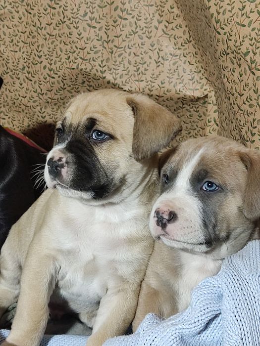 szczeniak w rasie Amstaff