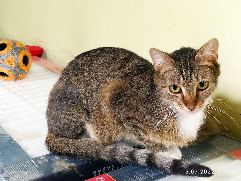 Nieśmiały Guzik z krawatką