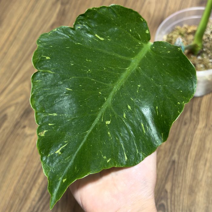 Monstera Thunderbolt, Vietciosa, Full Mint