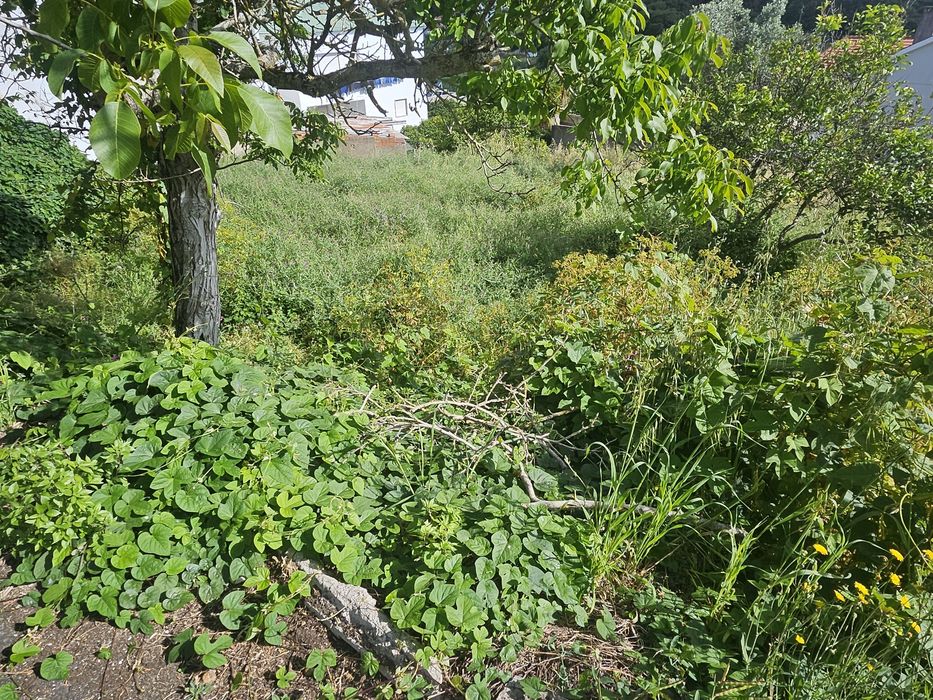 Limpeza de terreno e jardim