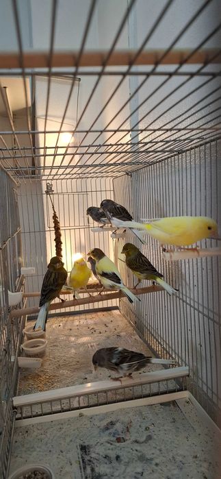 Canários Timbrado Espanhol