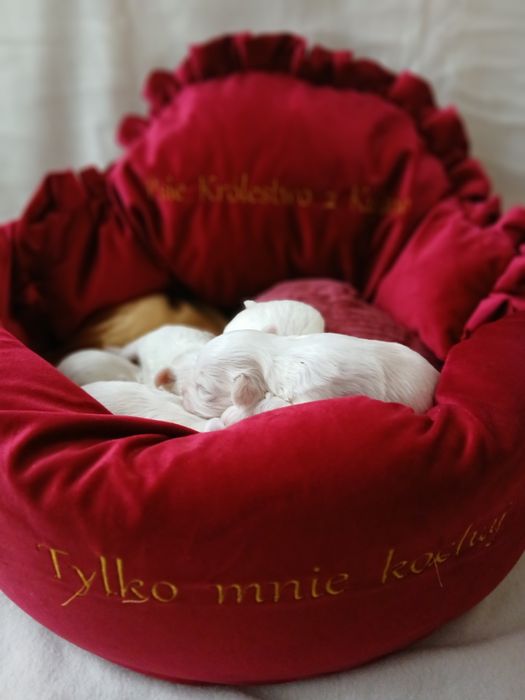 Suczka rasy maltańczyk