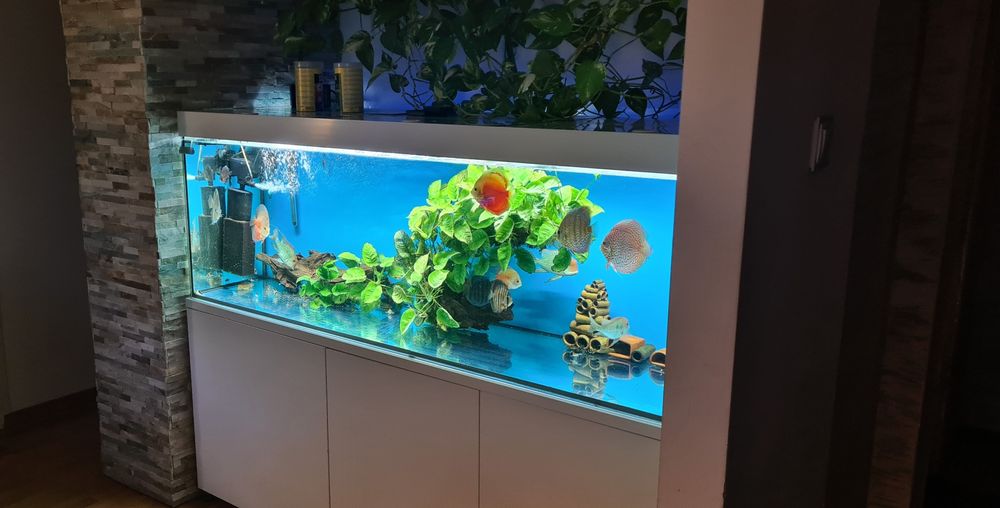 Zestaw akwarium 720L 200x60x60  kompletny z życiem