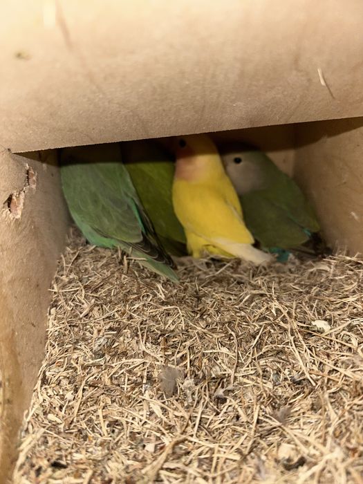 Papugi (faliste, nimfy, nierozłączki)