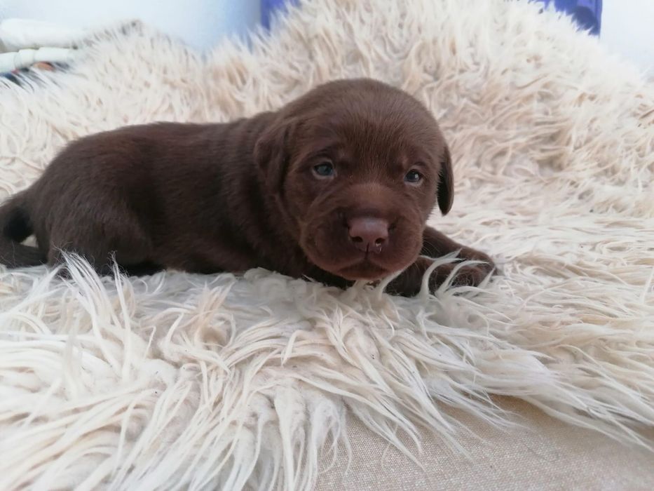 Labrador Retriever Chocolate