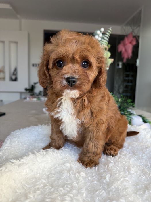 Cavapoo uroczy piesek