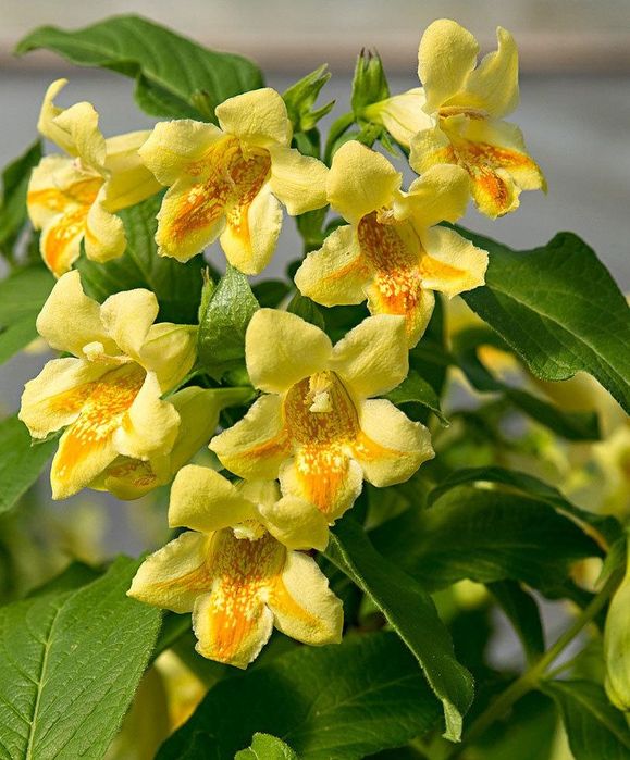 Вейгела Міддендорфа жовті квіти