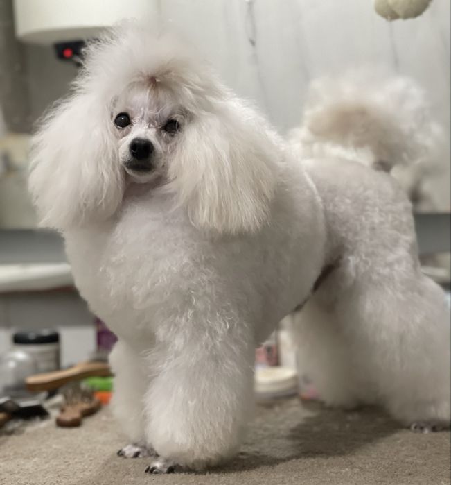 Кавалєр запрошує дам на романтичне побачення.