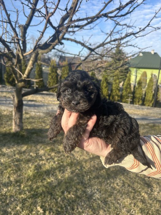 Хлопчик йоркіпу