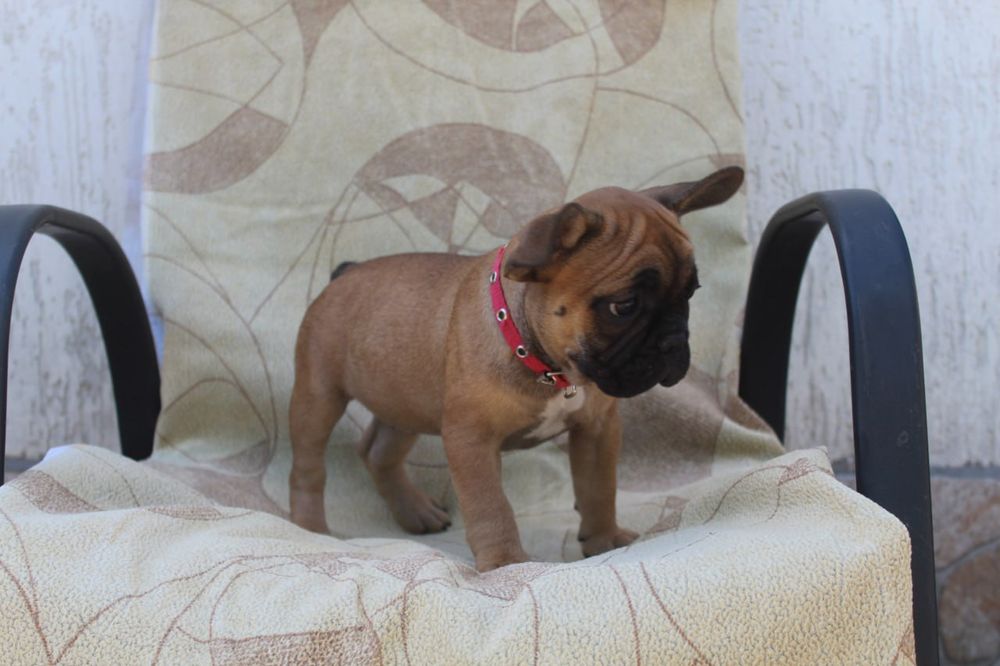 Розкішні французики