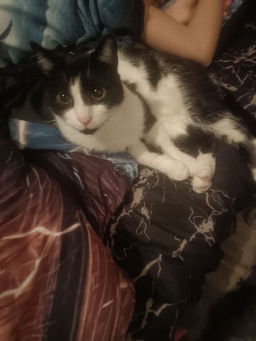 Cudowny kocurek szuka domu