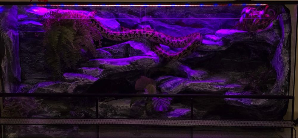 Terrarium dla weza GIGANT