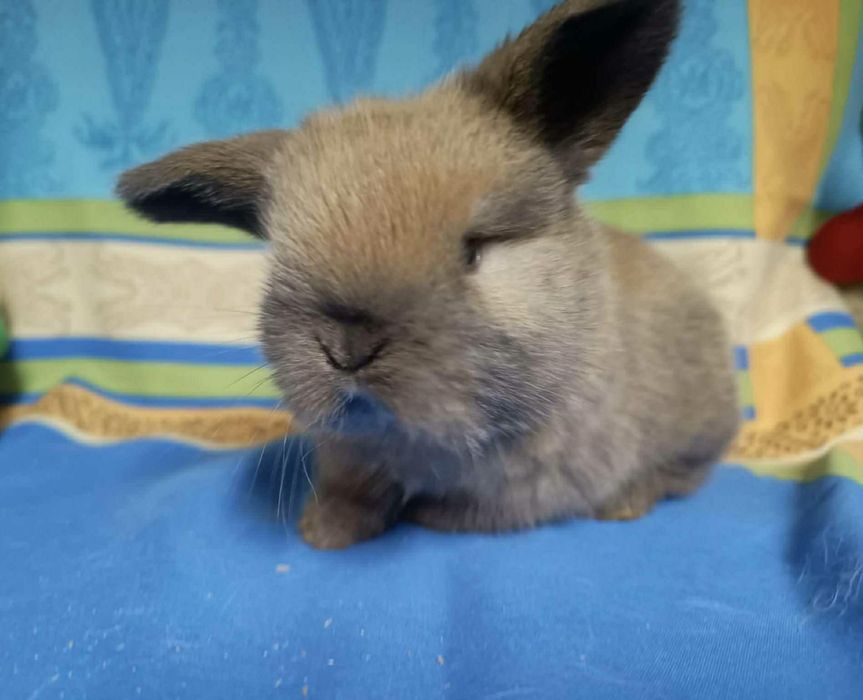 Sprzedam króliczki mini loop mini lop niebieskookie białe puchate