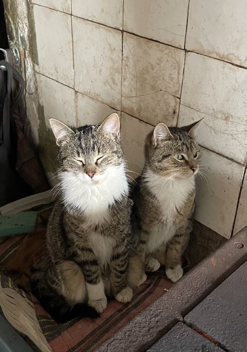 Oddam kotki w dobre ręce