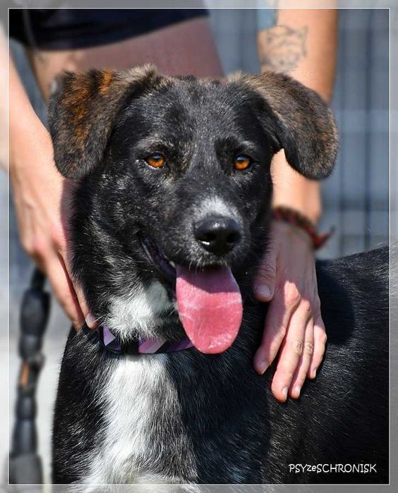 Ines – młoda, piękna sunia o kreatywnym charakterze