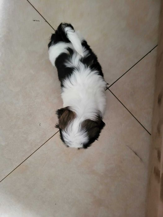 Szczeniak Shih-tzu suczka