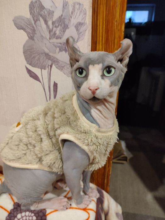 Канадский сфинкс