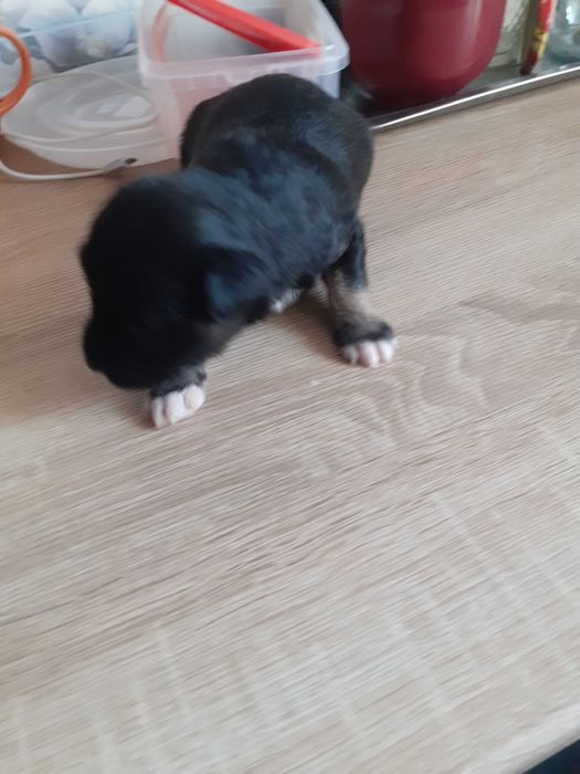 Цуценятка в хороші руки до люблячих господарів