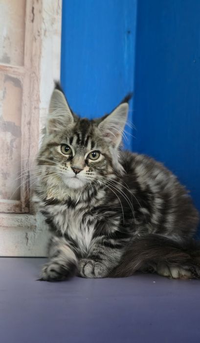 Мейн Кун дівчатка