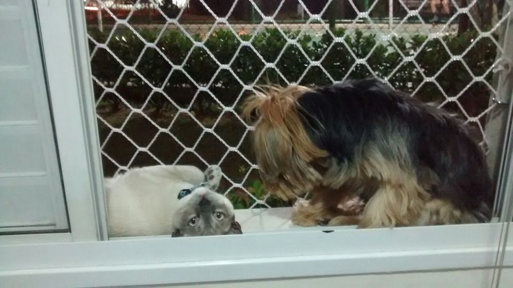 Rede de Proteção paga Gatos