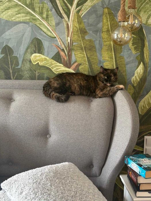 Kotka Tosia do adopcji