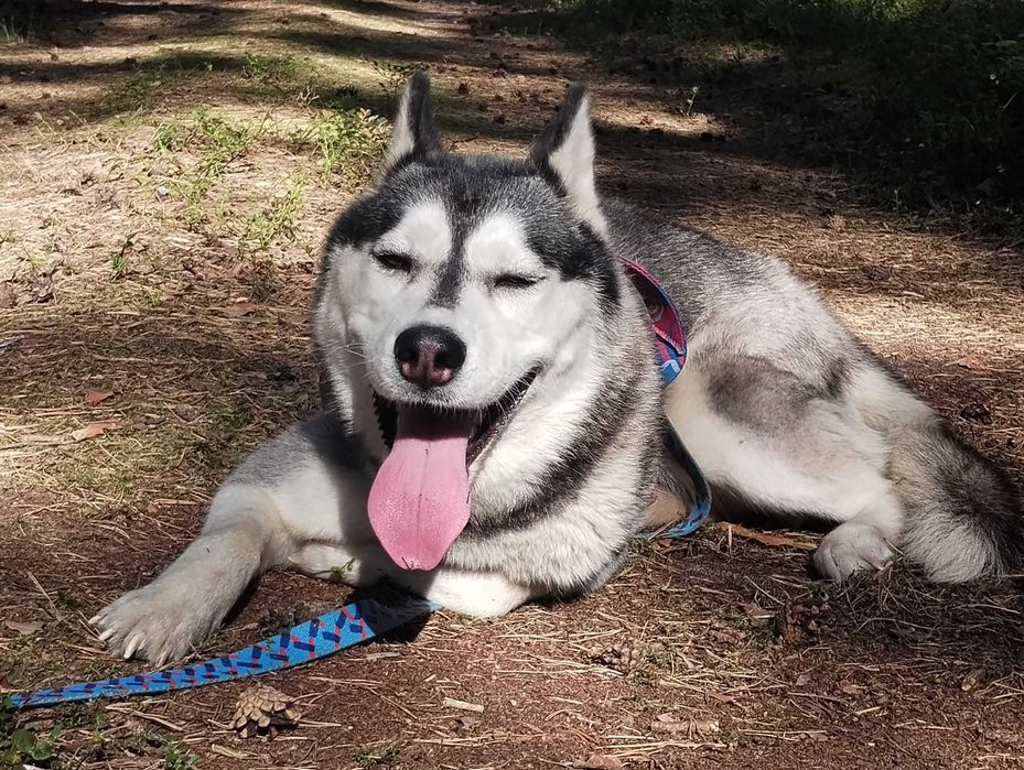 Siberian Husky  dwuletnia sunia