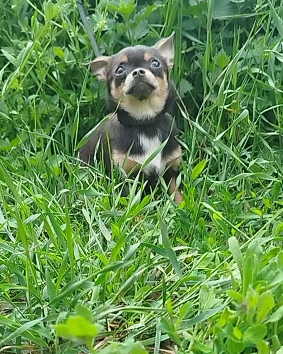 Шикарные крохи- ждут лучших папмам