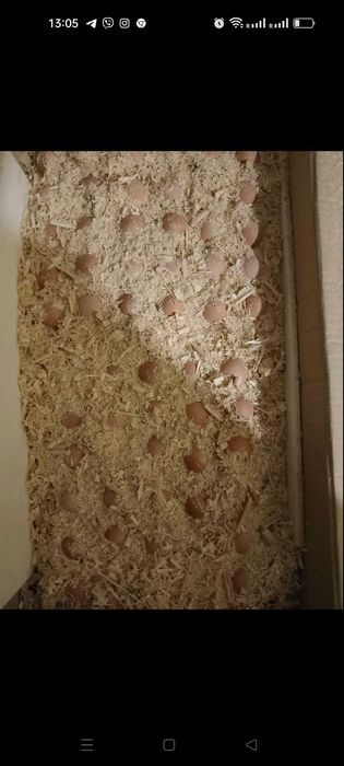 Інкубаційне яйце бройлер Чехія