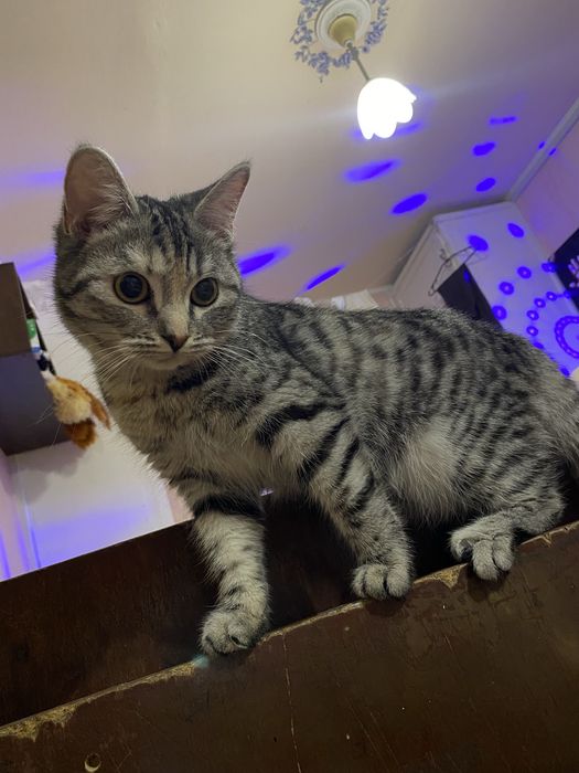 Ищу кота для вязки (безплатно)