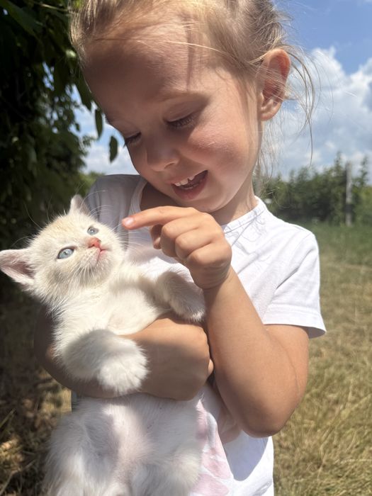 Котенятко шукає люблячу сімʼю