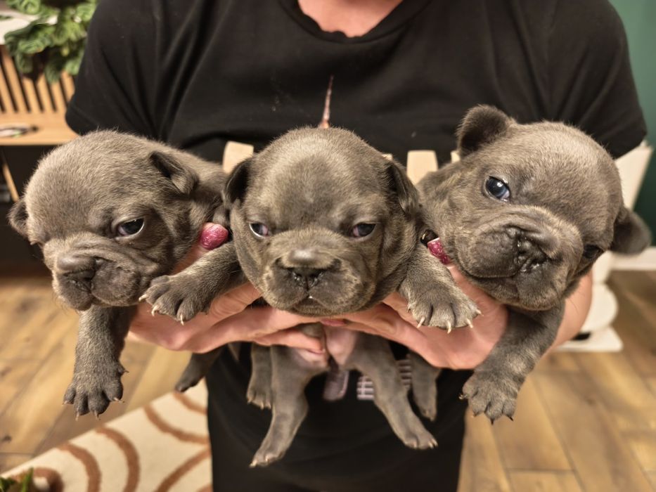 Buldog Francuski Blue