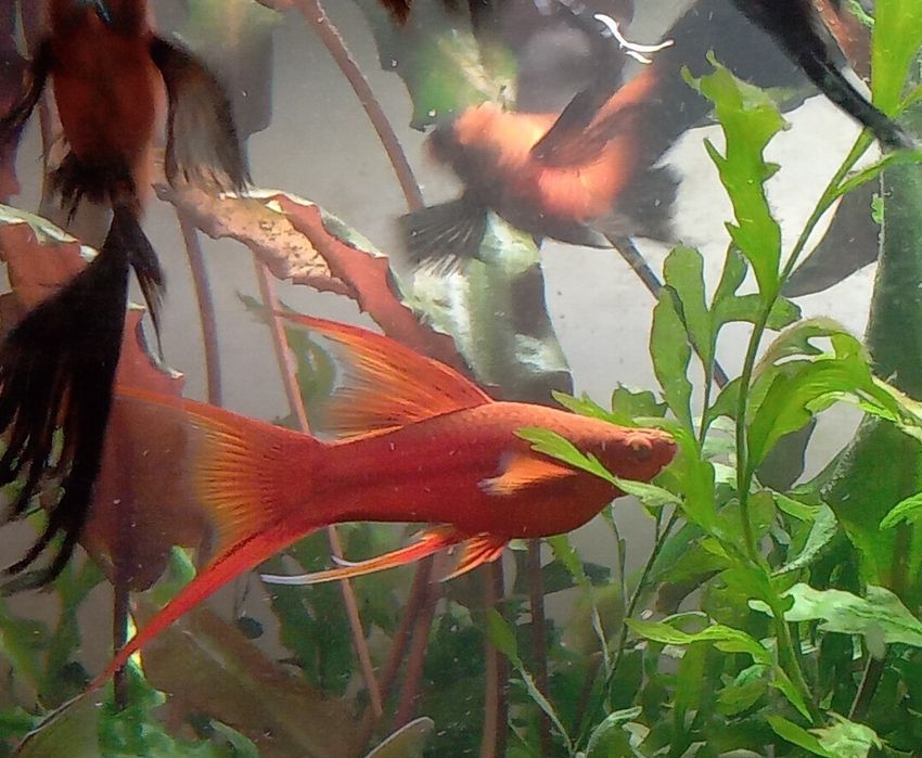 Mieczyk, piękny samiec lira